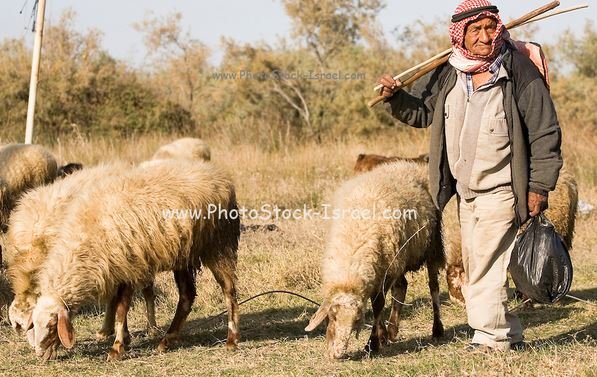 sheep.JPG.af26e486b34473638dc7bcd415b56d3f.JPG