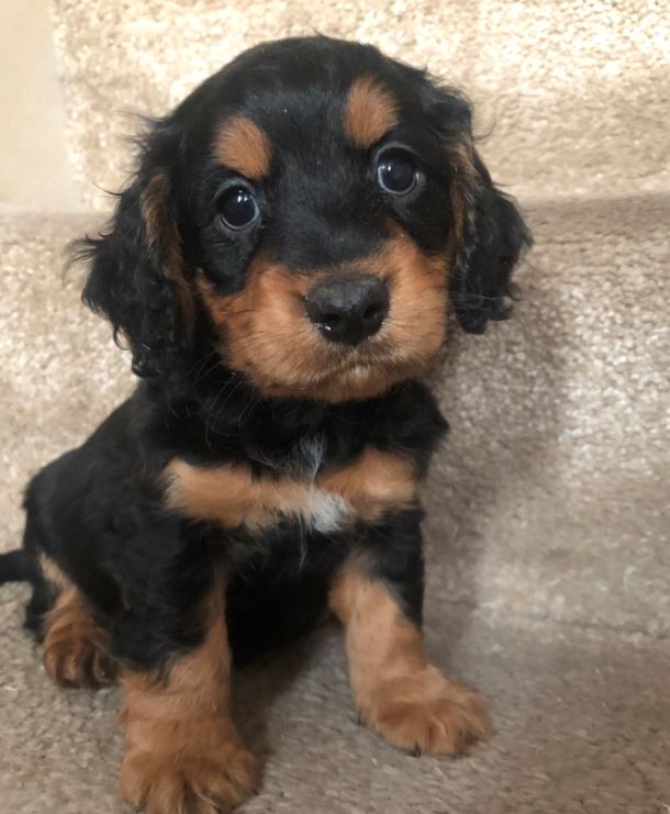 1687873668_dog1.JPG.5b5c631ba8bd18e943dfb2550cfe860c.JPG