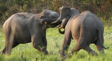 elephants.JPG.9b5047ed806c2ac6dae62f87b8cff5f3.JPG