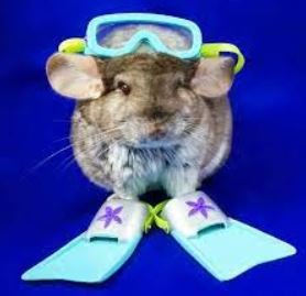 432452289_RatDiver.JPG.009db527330e91a68a3fa3f88fe00a71.JPG