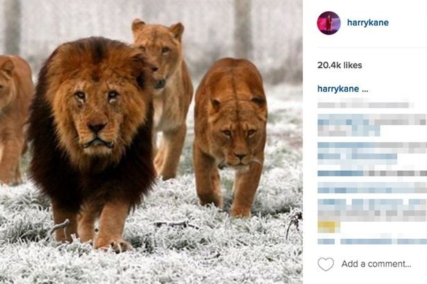 Harry-Kane-Lion-instagram-post.jpg.e4bdce4b3c09db28d2af8aa3995ad5cd.jpg