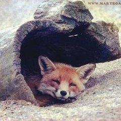 TopfoxAU