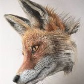 coolhandfox