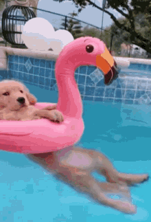 dog-pool.gif.e86b144f219d22aeca08daebc2a90fab.gif