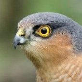 Sparrowhawk