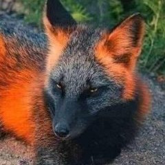 McKnightonFox