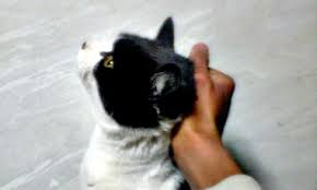 image.png.d178c75cb1011f86d5d0a07c94447830.png