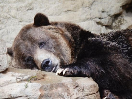 sadbear.JPG.d879ee4f4dd973ef639c927467c848cf.JPG