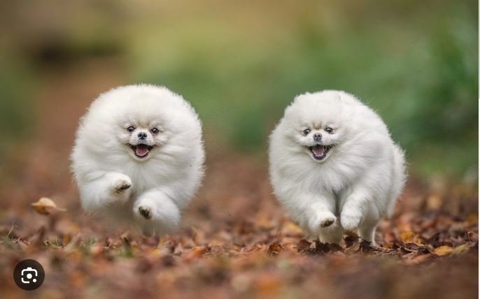 fluffyDogs.JPG.9fec3c63b5890ad51b5af1433b2ab450.JPG