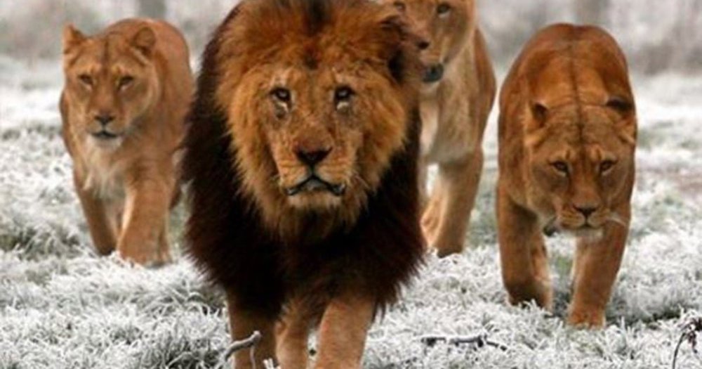 harry-kane-lions1.jpg