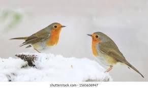 robins.jpg.fa39c8d646105980a435b9ffa55d97b0.jpg