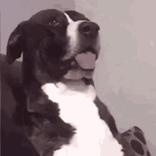dog-cachorro.gif.eeae0a21f4f55fe5130b525ac3dfb645.gif