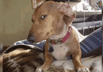 side-eye-dog-side-eye.gif.92e76a39eb4aa28ed676b74521b9f0cf.gif