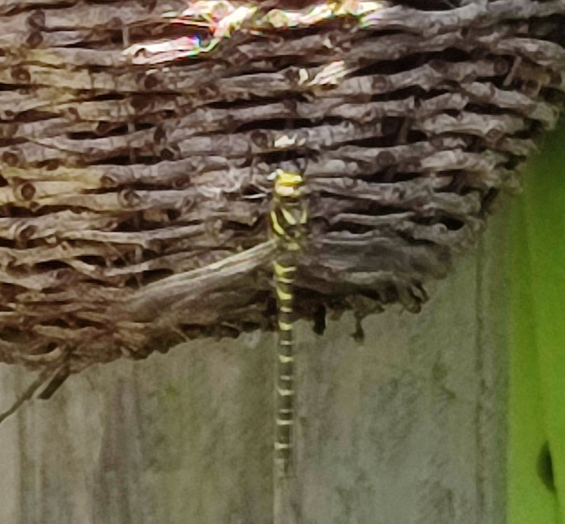 IMG_20250522_205109.jpg