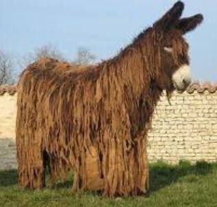 77-donkey-shaggy.JPG.229d9520d57e29d3e1a069d6d0a00318.JPG
