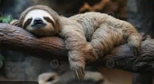 sloth.JPG.044b11c2e3605e77749de733a6d3f257.JPG