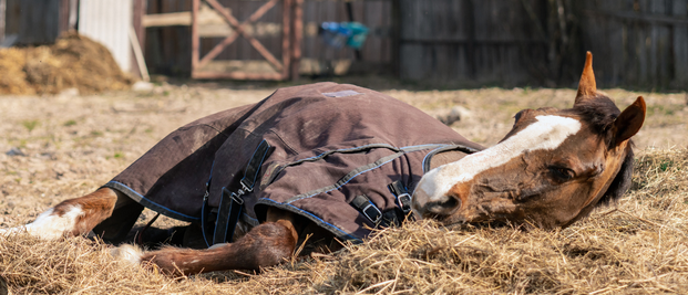 lamehorse.PNG.af493d10f027ed3e977c822c5f5b5ba6.PNG