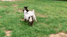 image.gif.d0f50b838a831433eab23fa08e382b5e.gif