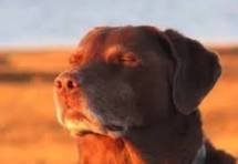 image.jpeg.935b4f44af4acc64a552b71c6ddd2d94.jpeg