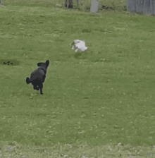 image.gif.bd12555e9516bb694c53d0dca183e20b.gif