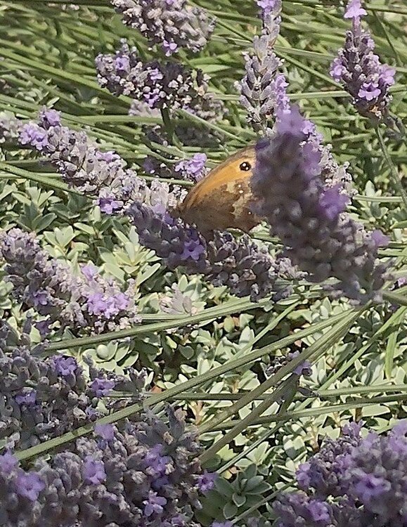 IMG_20260717_130306693_HDR2.thumb.jpg.d195da7472b3758e53a3f6bb9bc9b50b.jpg