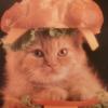 Cat Burger