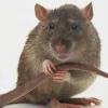 Domestic Rats