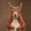 Red Squirrel