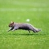 RarFox