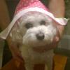 Furtle