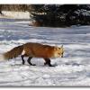 NorthernFox